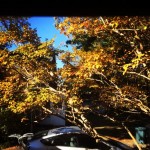Fall leaves